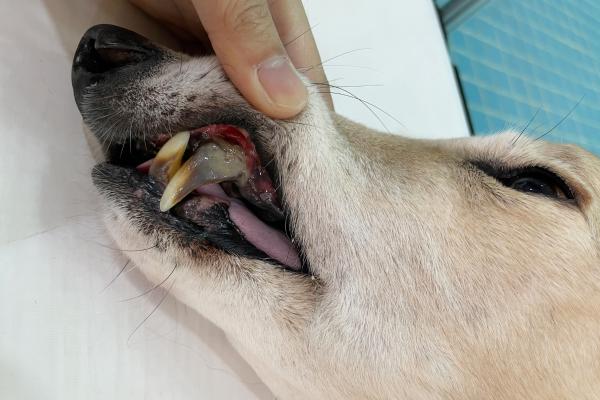 Infección de boca en perros - Tipos y síntomas - Síntomas de infección de boca en perros