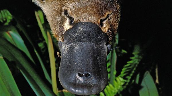 El ornitorrinco vuelve a desafiar la lógica evolutiva: un nuevo estudio ha descubierto en su pelo un rasgo que “solo” tenían las aves - El ornitorrinco: un “rompecabezas evolutivo” que no deja de sorprender
