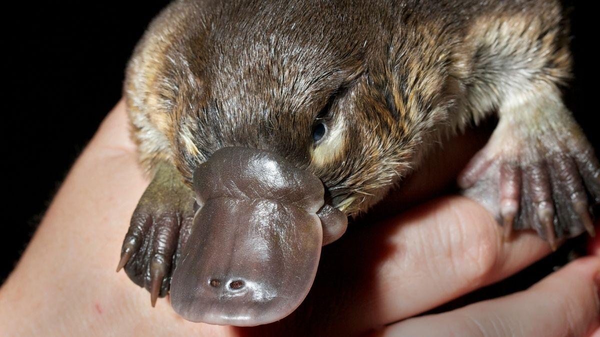 El ornitorrinco vuelve a desafiar la lógica evolutiva: un nuevo estudio ha descubierto en su pelo un rasgo que “solo” tenían las aves