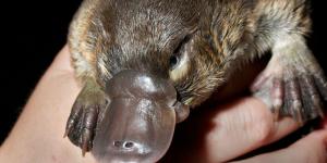 El ornitorrinco vuelve a desafiar la lógica evolutiva: un nuevo estudio ha descubierto en su pelo un rasgo que “solo” tenían las aves