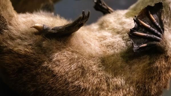 El ornitorrinco vuelve a desafiar la lógica evolutiva: un nuevo estudio ha descubierto en su pelo un rasgo que “solo” tenían las aves - El pelaje del ornitorrinco esconde una estructura celular nunca antes vista en mamíferos