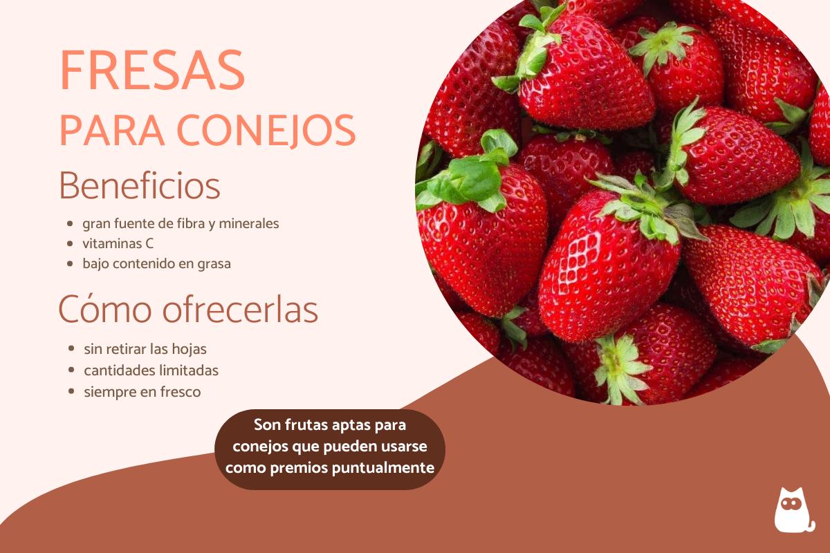 ¿Los conejos pueden comer fresas?