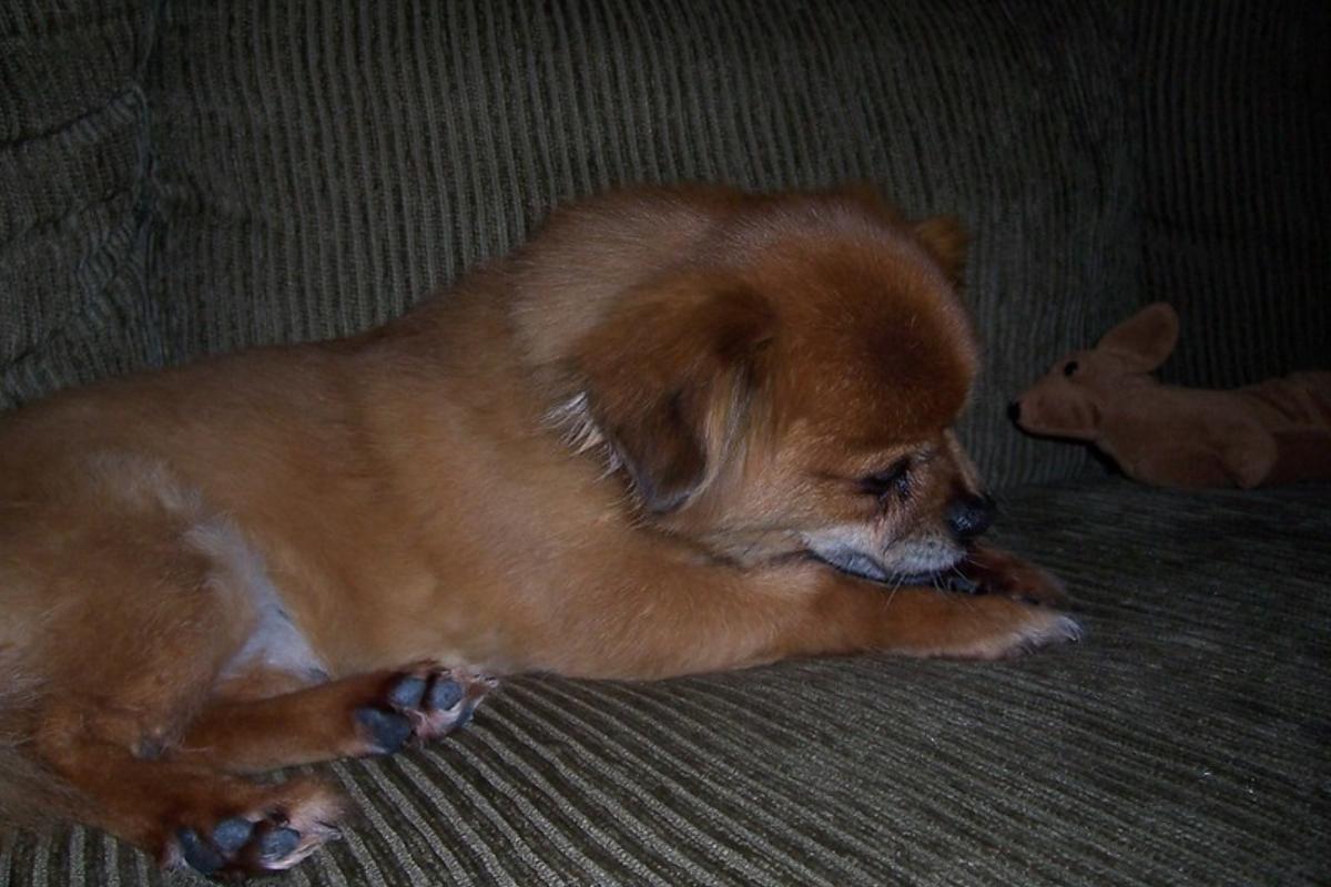 Mi perro se lame mucho en las noches: causas y qué hacer