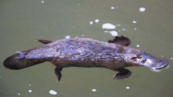 El ornitorrinco vuelve a desafiar la lógica evolutiva: un nuevo estudio ha descubierto en su pelo un rasgo que “solo” tenían las aves - ¿Qué significa que el ornitorrinco tenga un rasgo “exclusivo” de las aves?