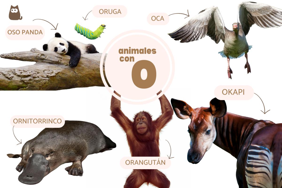Animales que empiezan por O