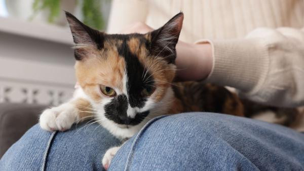 Si tu gato amasa con las patas, no es solo ternura: también puede ser una forma de calmarse si está estresado - Cuando tu gato te amasa, está buscando calma y bienestar