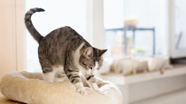 Si tu gato amasa con las patas, no es solo ternura: también puede ser una forma de calmarse si está estresado - Estas son las señales que indican que tu gato amasa por estrés