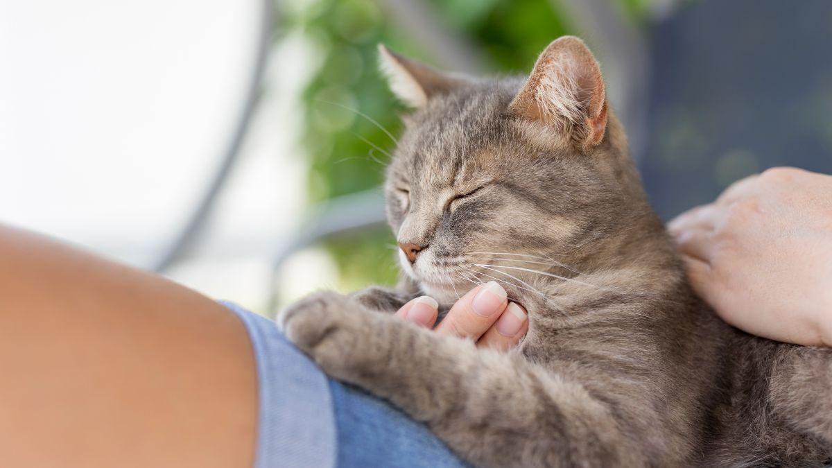 Si tu gato amasa con las patas, no es solo ternura: también puede ser una forma de calmarse si está estresado