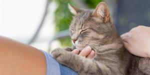 Si tu gato amasa con las patas, no es solo ternura: también puede ser una forma de calmarse si está estresado