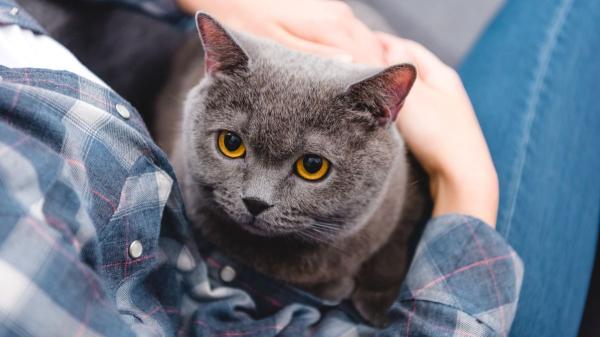 Si tu gato amasa con las patas, no es solo ternura: también puede ser una forma de calmarse si está estresado - Si tu gato amasa más de lo normal, podría estar intentando calmar el estrés