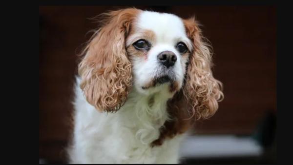 Ni chihuahua ni border collie: estas son las 5 razas de perro más tranquilas para tener en un piso - Cariñoso, tranquilo y adaptable: por qué el Cavalier King Charles Spaniel encaja tan bien en un piso