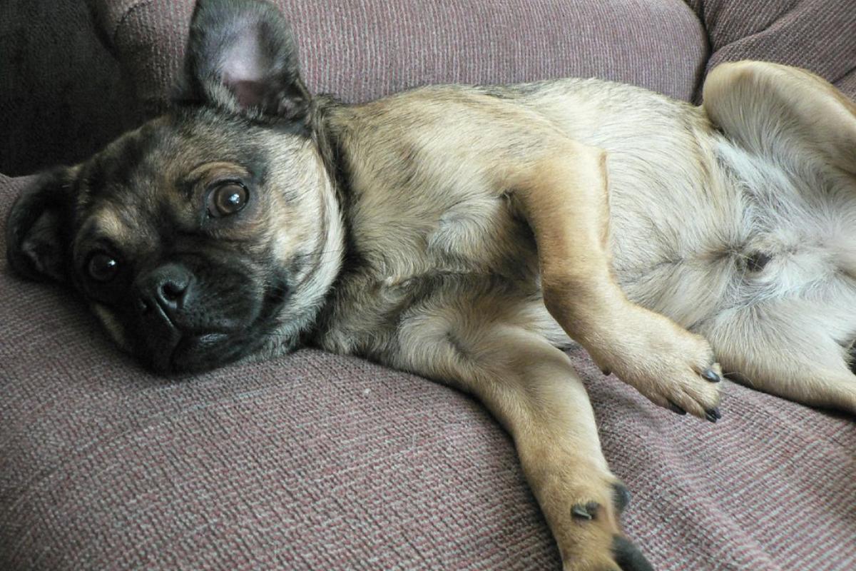 ¿Cómo desinflamar el estómago de un perro?