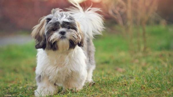 Ni chihuahua ni border collie: estas son las 5 razas de perro más tranquilas para tener en un piso - El Shih Tzu, uno de los perros más tranquilos y cariñosos para vivir en apartamento