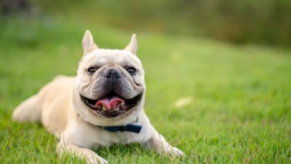 Ni chihuahua ni border collie: estas son las 5 razas de perro más tranquilas para tener en un piso - Lo que hace del bulldog inglés uno de los perros favoritos para vivir en apartamento