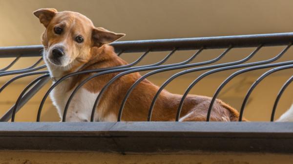 Ya ha entrado en vigor: la Ley de Bienestar Animal prohíbe tener a perros viviendo en terrazas con multas de hasta 200.000 euros - Multas que pueden llegar hasta 200.000 euros