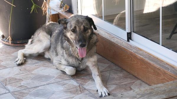 Ya ha entrado en vigor: la Ley de Bienestar Animal prohíbe tener a perros viviendo en terrazas con multas de hasta 200.000 euros - Por qué un perro no debe pasar horas solo en una terraza