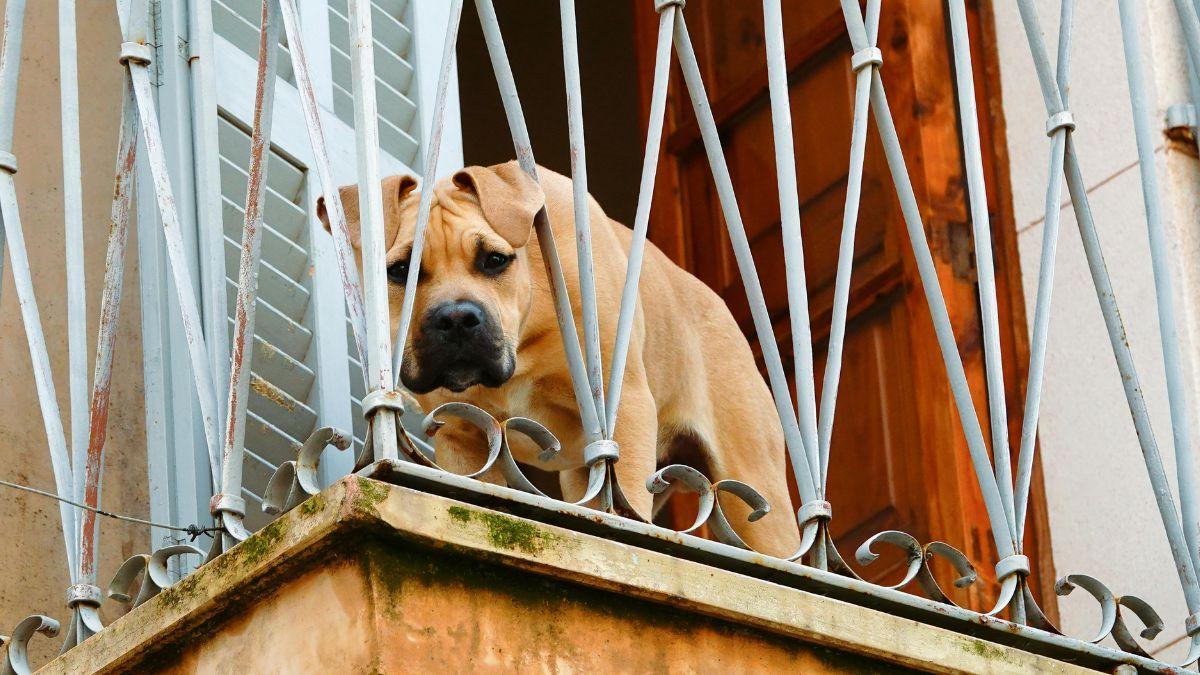 Ya ha entrado en vigor: la Ley de Bienestar Animal prohíbe tener a perros viviendo en terrazas con multas de hasta 200.000 euros