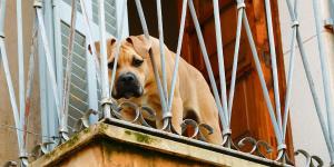 Ya ha entrado en vigor: la Ley de Bienestar Animal prohíbe tener a perros viviendo en terrazas con multas de hasta 200.000 euros