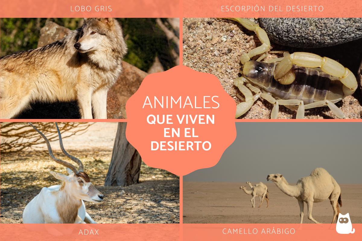 Animales del desierto - Características y nombres