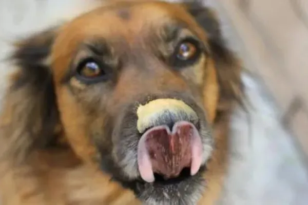 son seguros los cacahuetes para que los perros los coman