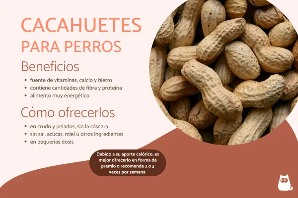 los camarones fritos son malos para los perros