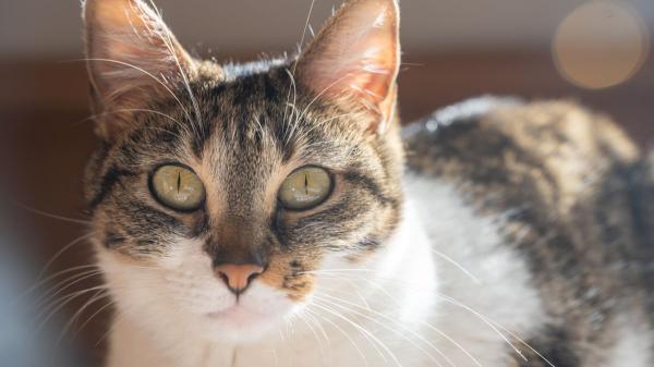 El pequeño cambio que puede indicar que tu gato está empezando a tener artrosis y estás pasando por alto: detectarlo pronto ayuda a evitar que el dolor vaya a más - Dejar de saltar puede ser una de las primeras señales de artrosis en gatos