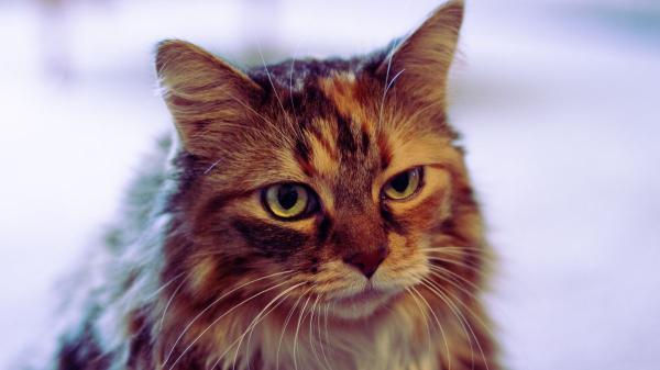 El pequeño cambio que puede indicar que tu gato está empezando a tener artrosis y estás pasando por alto: detectarlo pronto ayuda a evitar que el dolor vaya a más - Detectar la artrosis a tiempo permite empezar antes el tratamiento