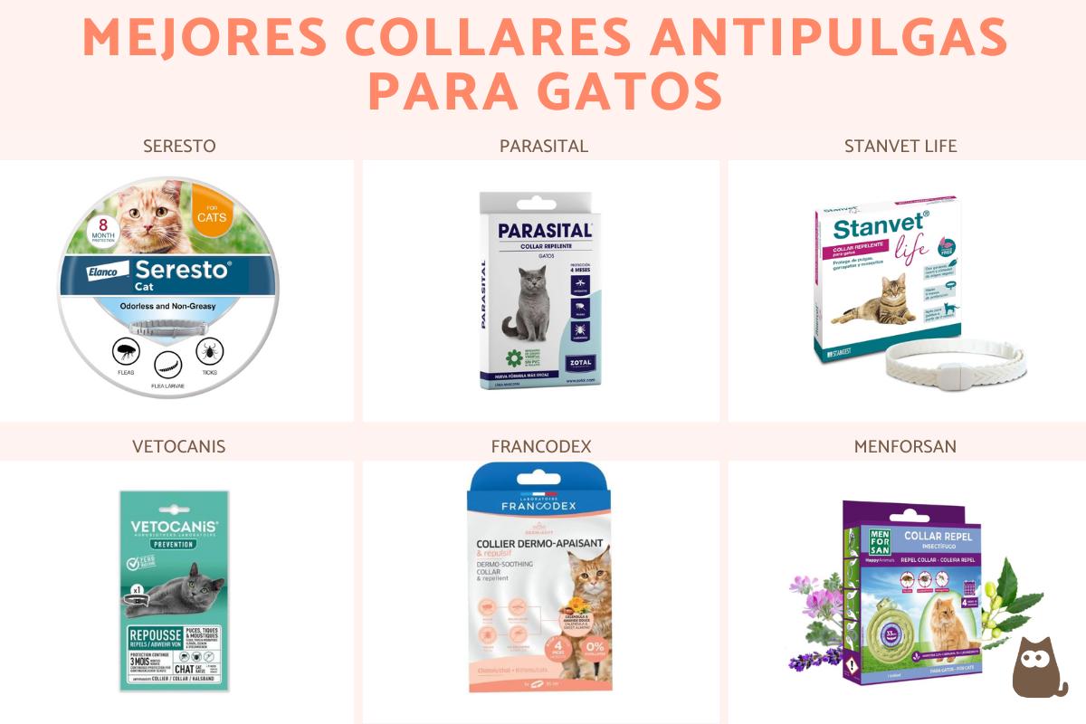 Los mejores collares antipulgas para gatos