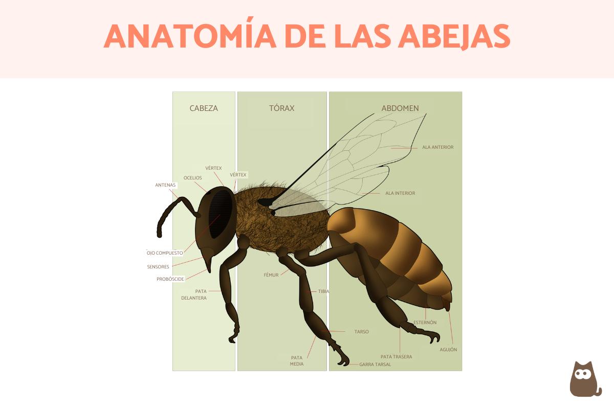 Partes de la abeja