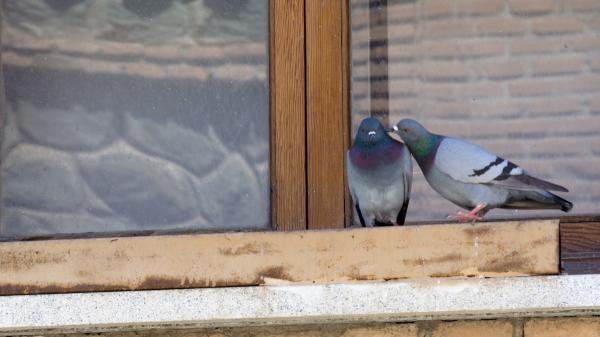 Si las palomas siempre se posan en tu balcón o terraza, no es casualidad: esto es lo que significa - La forma de actuar cuando hacen un nido, antes de que sea demasiado tarde