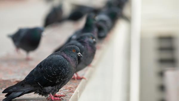 Si las palomas siempre se posan en tu balcón o terraza, no es casualidad: esto es lo que significa - Las palomas buscan zonas en las que haya disponibilidad de alimento