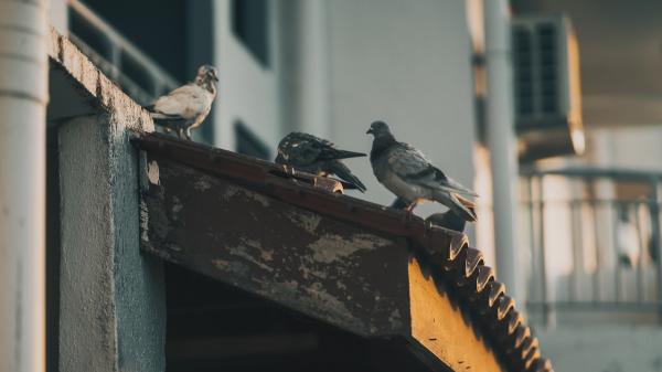 Si las palomas siempre se posan en tu balcón o terraza, no es casualidad: esto es lo que significa - Los balcones y las cornisas son un punto perfecto para observar posibles amenazas