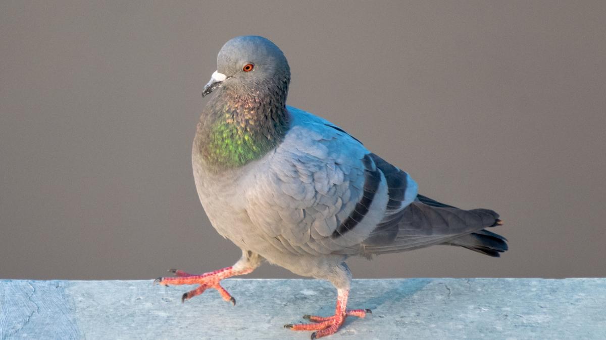 Si las palomas siempre se posan en tu balcón o terraza, no es casualidad: esto es lo que significa