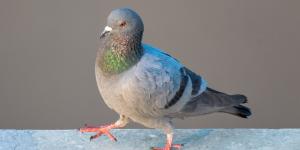 Si las palomas siempre se posan en tu balcón o terraza, no es casualidad: esto es lo que significa