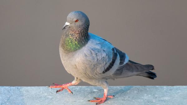 Si las palomas siempre se posan en tu balcón o terraza, no es casualidad: esto es lo que significa