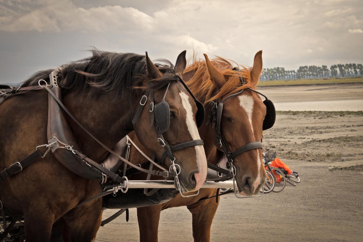 Tipos de enganches de caballos