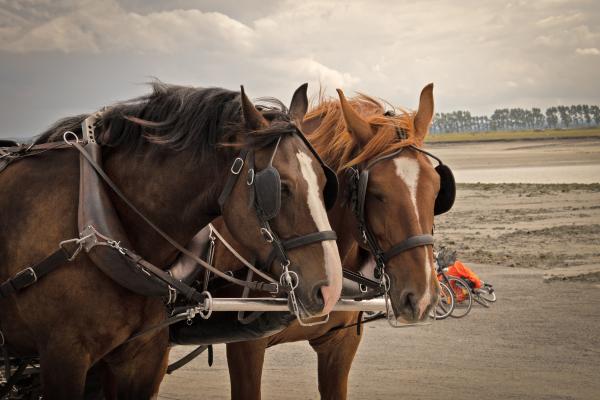 Tipos de enganches de caballos