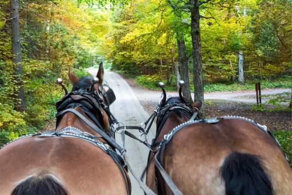 Tipos de enganches de caballos - Tipos de enganches de caballos según uso y disciplina