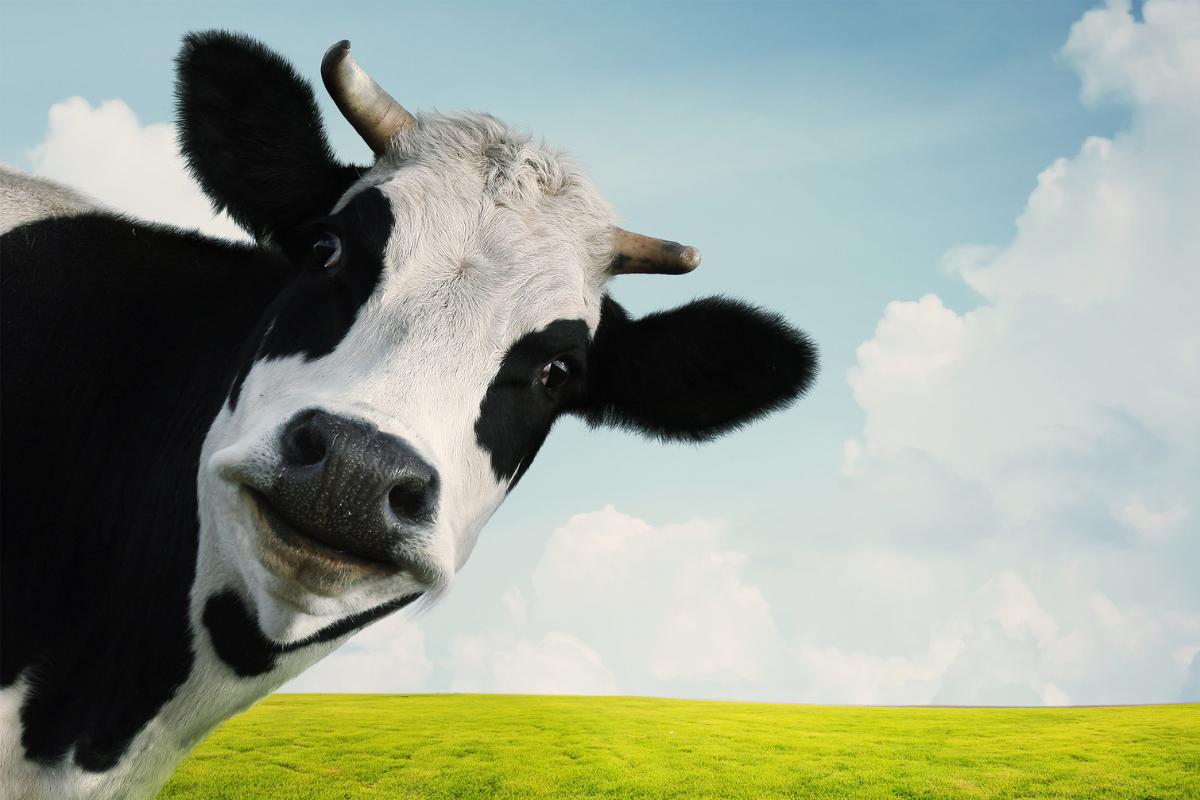Curiosidades de las vacas que te sorprenderán