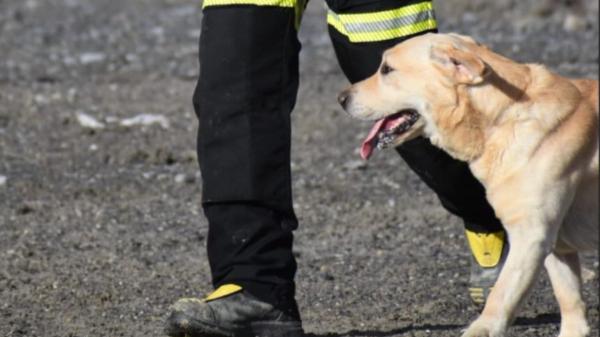 Muere Quino, el perro rescatista que ayudó en Venezuela tras los terremotos y que llevaba dos meses luchando contra una extraña enfermedad: “Gracias por todo, compañero” - La ONG IAE se despide de Quino y agradece todo el apoyo recibido
