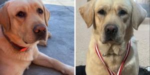 Muere Quino, el perro rescatista que ayudó en Venezuela tras los terremotos y que llevaba dos meses luchando contra una extraña enfermedad: “Gracias por todo, compañero”