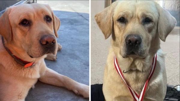 Muere Quino, el perro rescatista que ayudó en Venezuela tras los terremotos y que llevaba dos meses luchando contra una extraña enfermedad: “Gracias por todo, compañero”