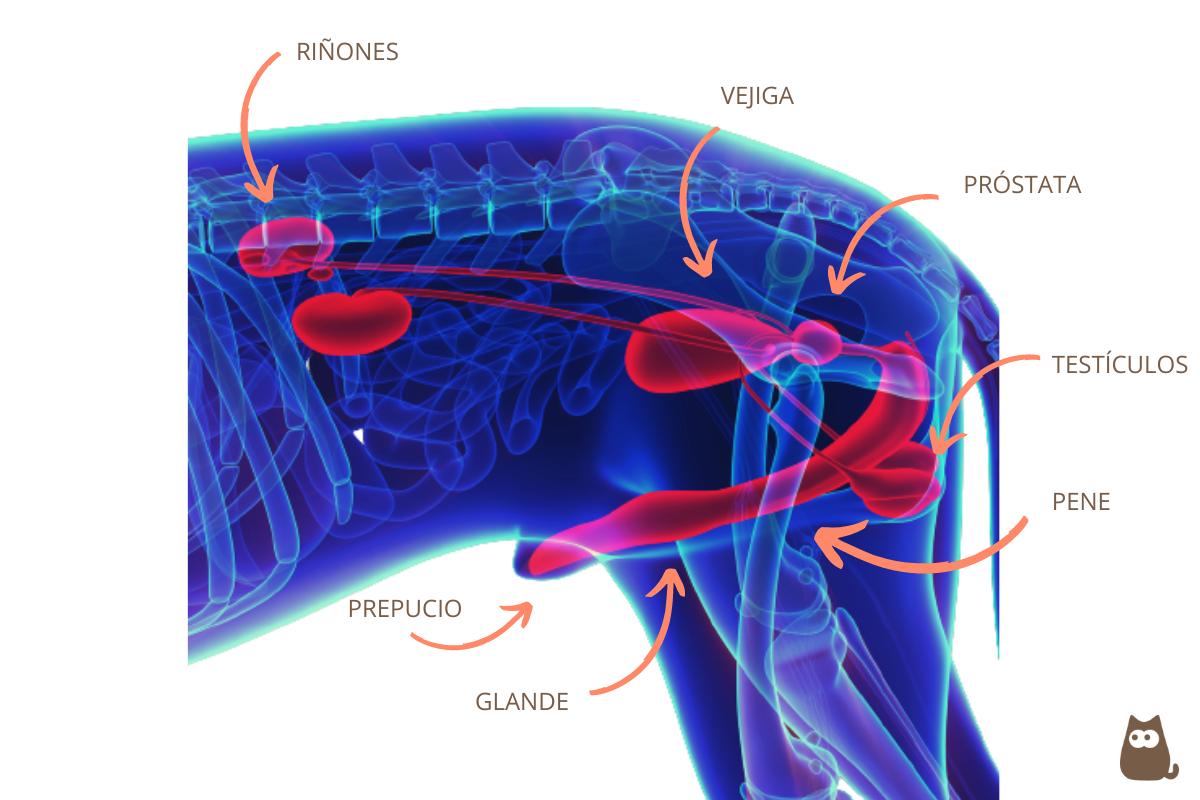 Prostatitis_en_perros_causas_sintomas_y_tratamiento_25755_orig