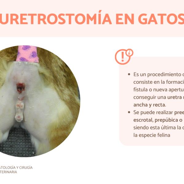 cuanto dura la operacion de la vejiga canina