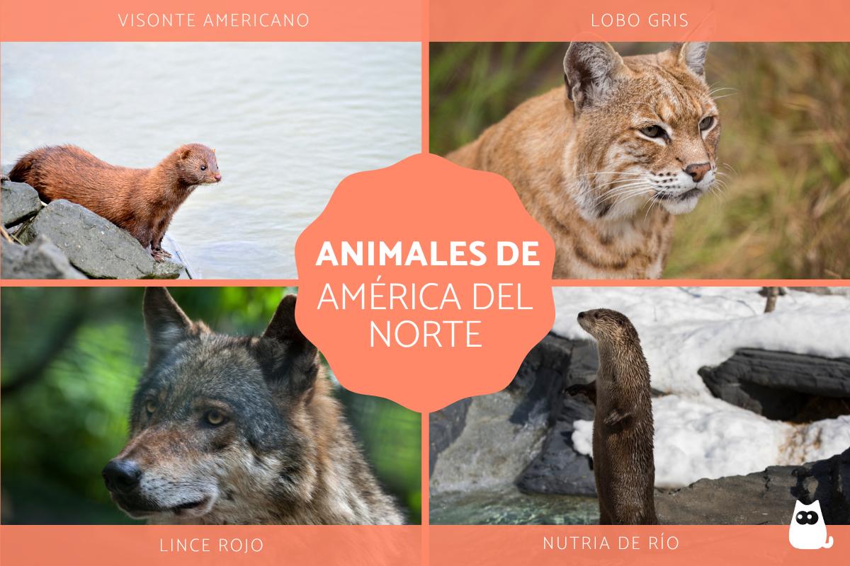 Animales de América del Norte