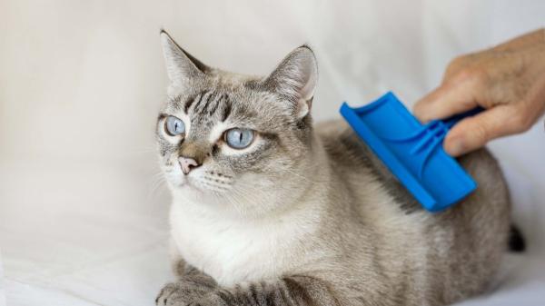 Laura García, veterinaria, sobre cómo prevenir las bolas de pelo sin recurrir a medicamentos: "El cepillado diario y la hidratación son claves para mantener a tu gato sano" - El cepillado frecuente: la base de la prevención