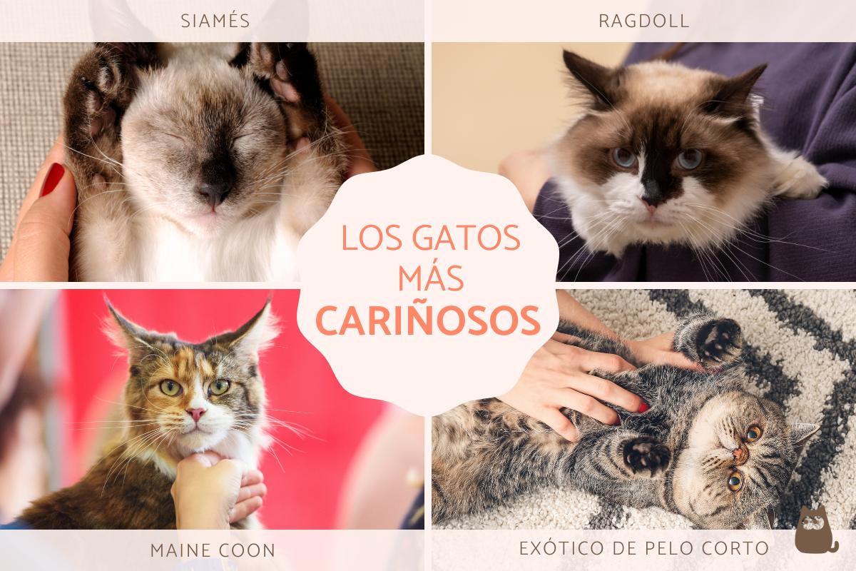 Las razas de gatos más cariñosos