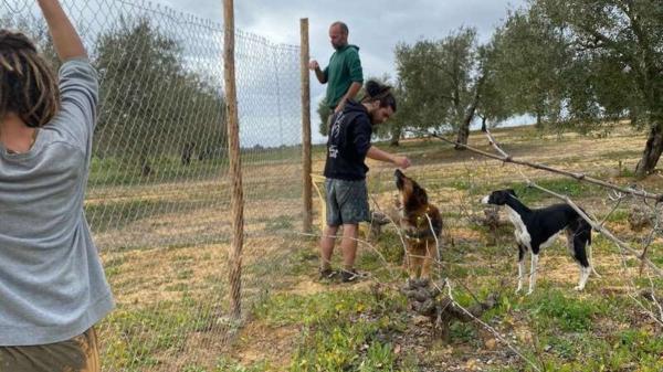 Una pareja busca voluntarios en Andalucía para cuidar perros y gatos rescatados: ofrece alojamiento en su finca de 6.400 m² con huerto ecológico - Las tareas del voluntariado y las opciones de alojamiento que ofrece la finca