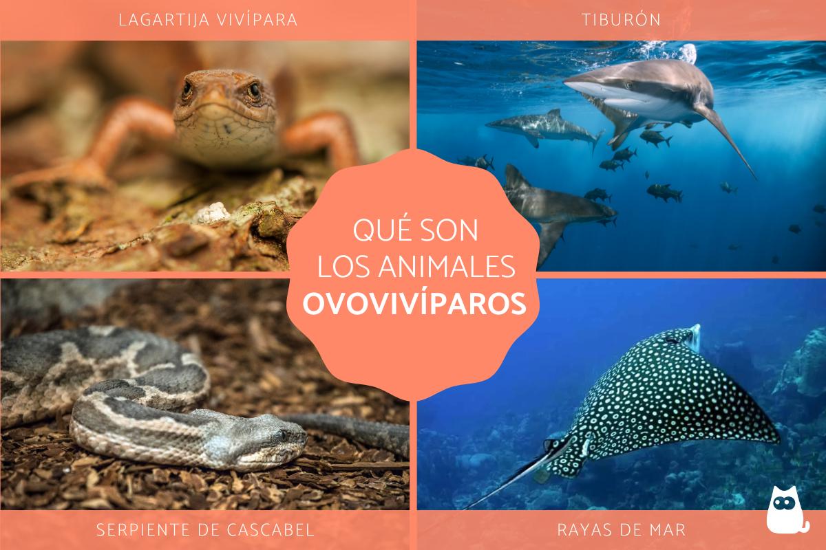 Animales ovovivíparos - Qué son, características y ejemplos