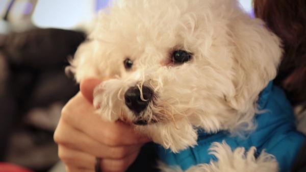 No pueden vivir sin ti: diez razas de perros que muestran más apego y lealtad a sus tutores - Bichón frisé: un compañero inseparable que se adapta a cualquier hogar